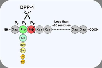 Physiology and Pharmacology of DPP-4 in Glucose Homeostasis and the Treatment of Type 2 Diabetes